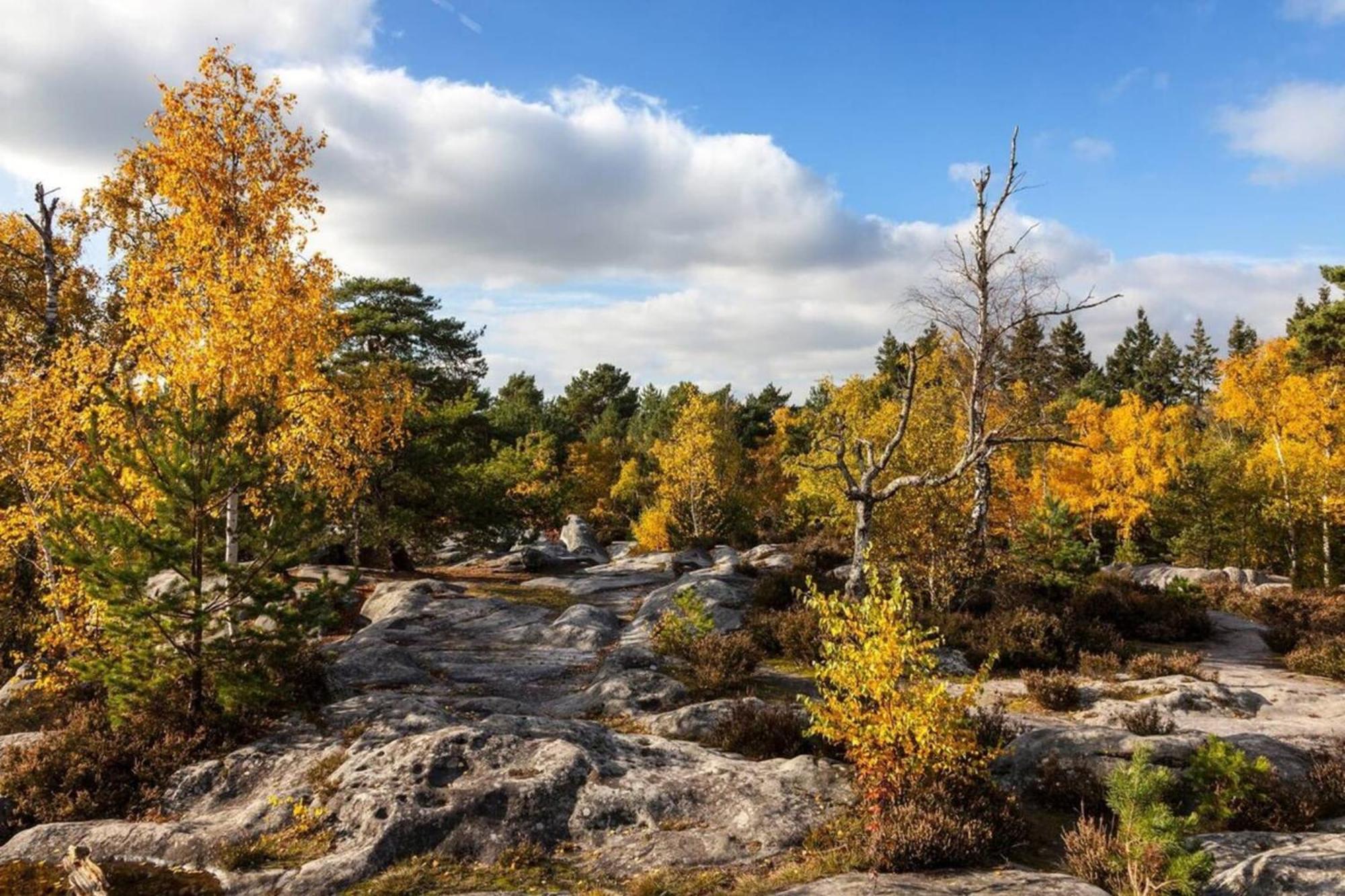 Charmant Duplex - Chez Delpha Fontainebleau Dış mekan fotoğraf